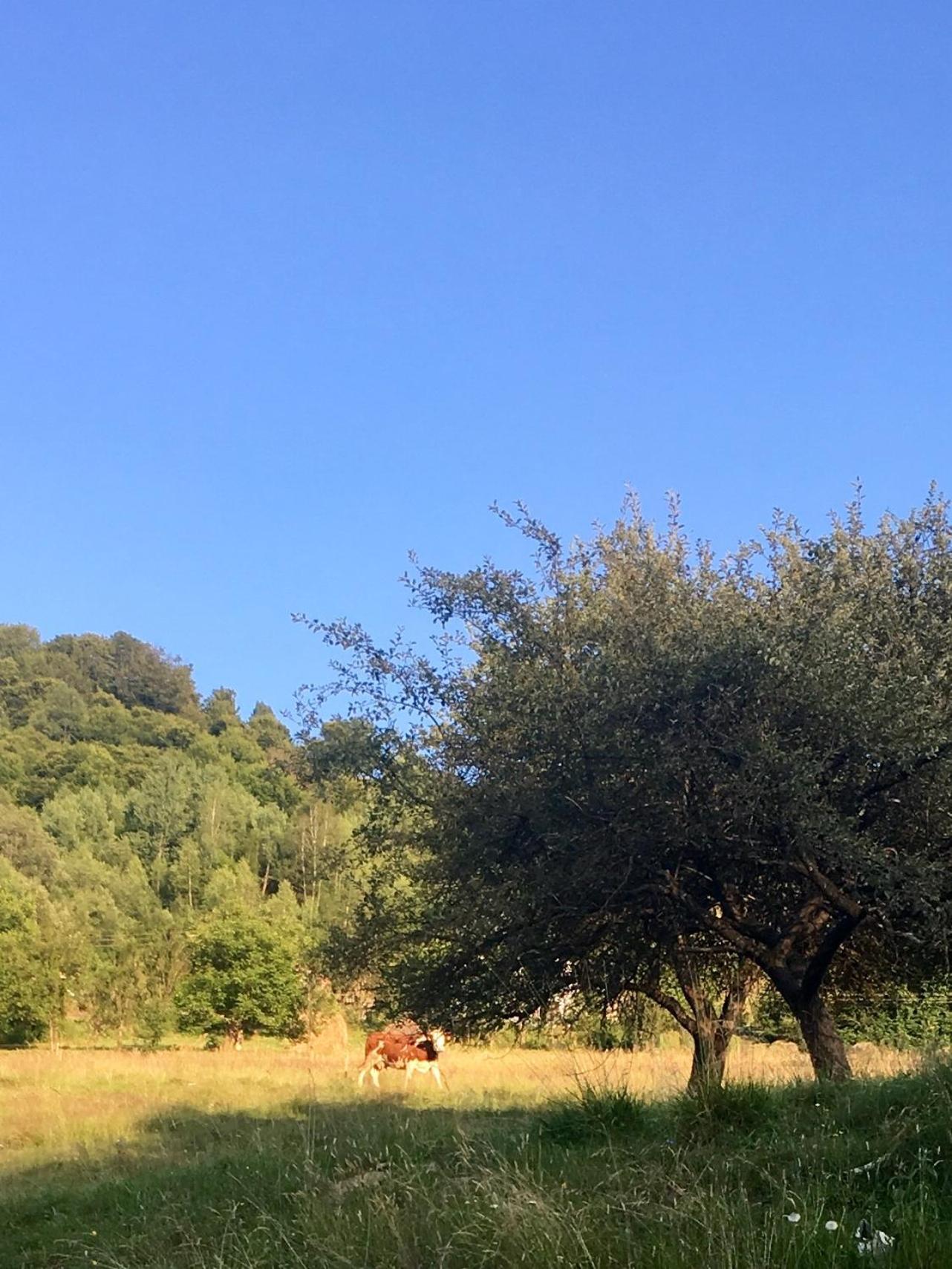 Mihoesti Cabana Baraj Apuseni Mountains מראה חיצוני תמונה